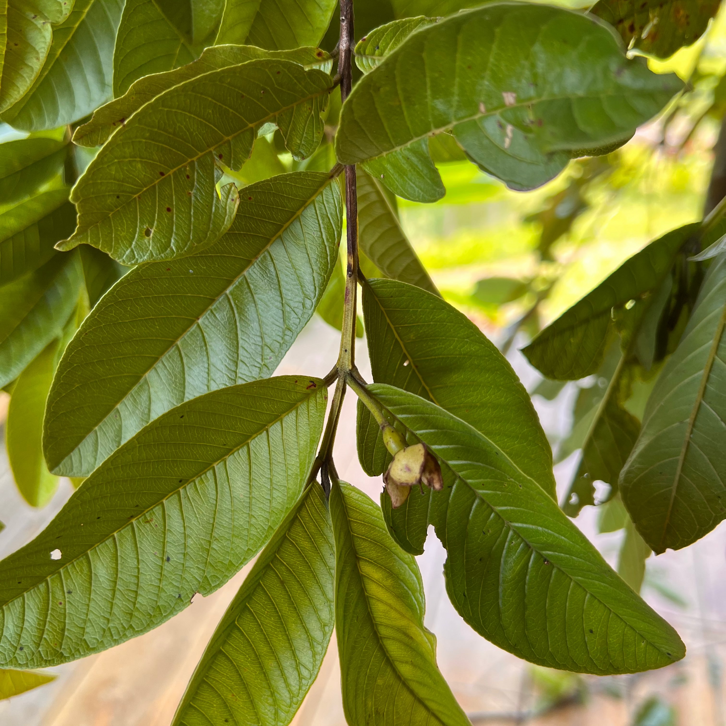 Close-up of green leaves with a blurred natural background