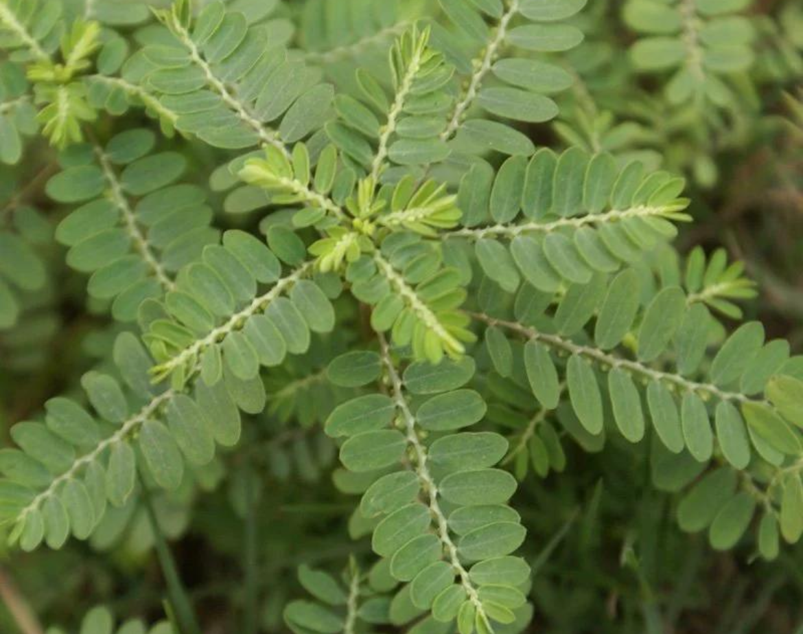 Chanca Piedra