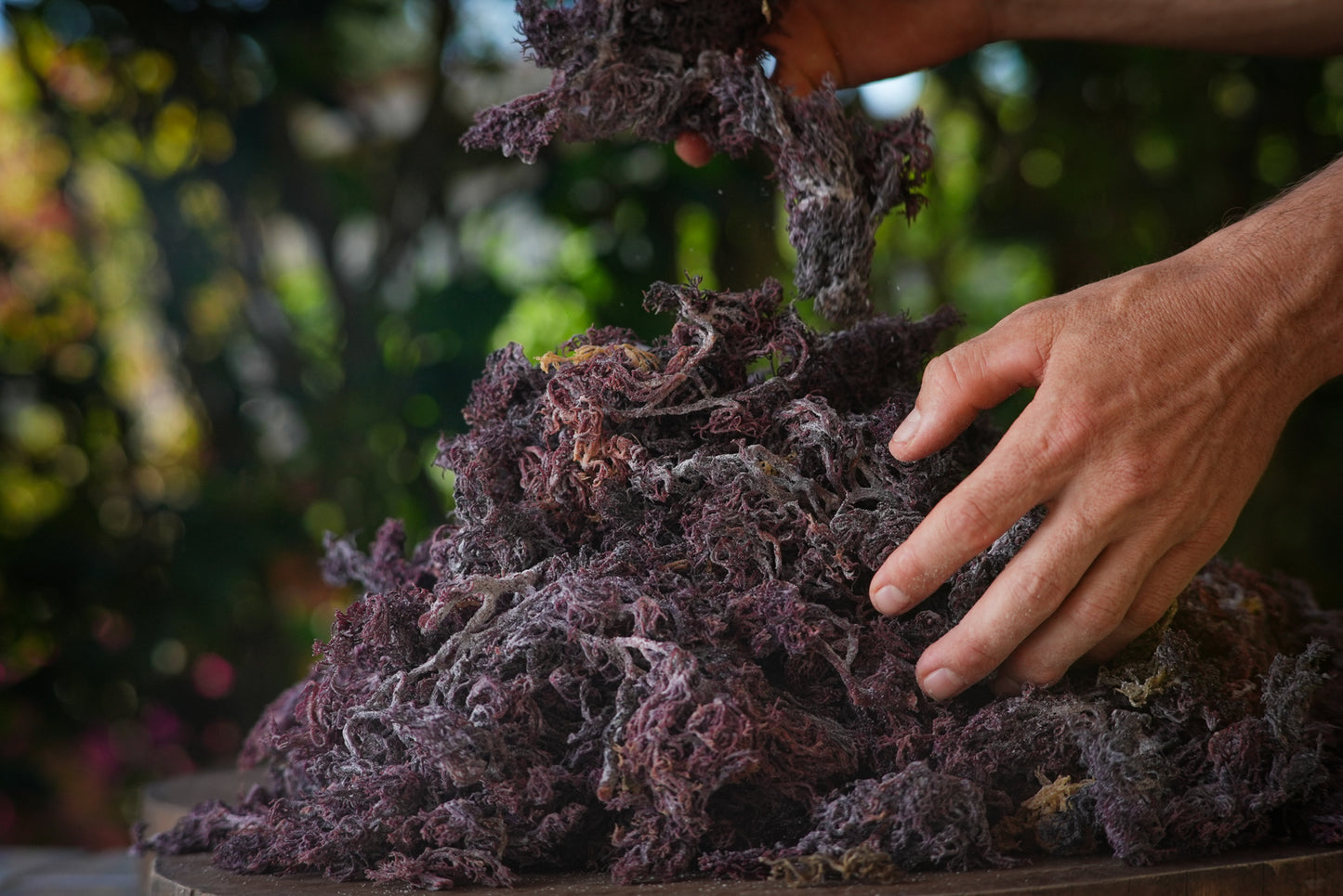 Wildcrafted Caribbean Sea Moss (Gold)