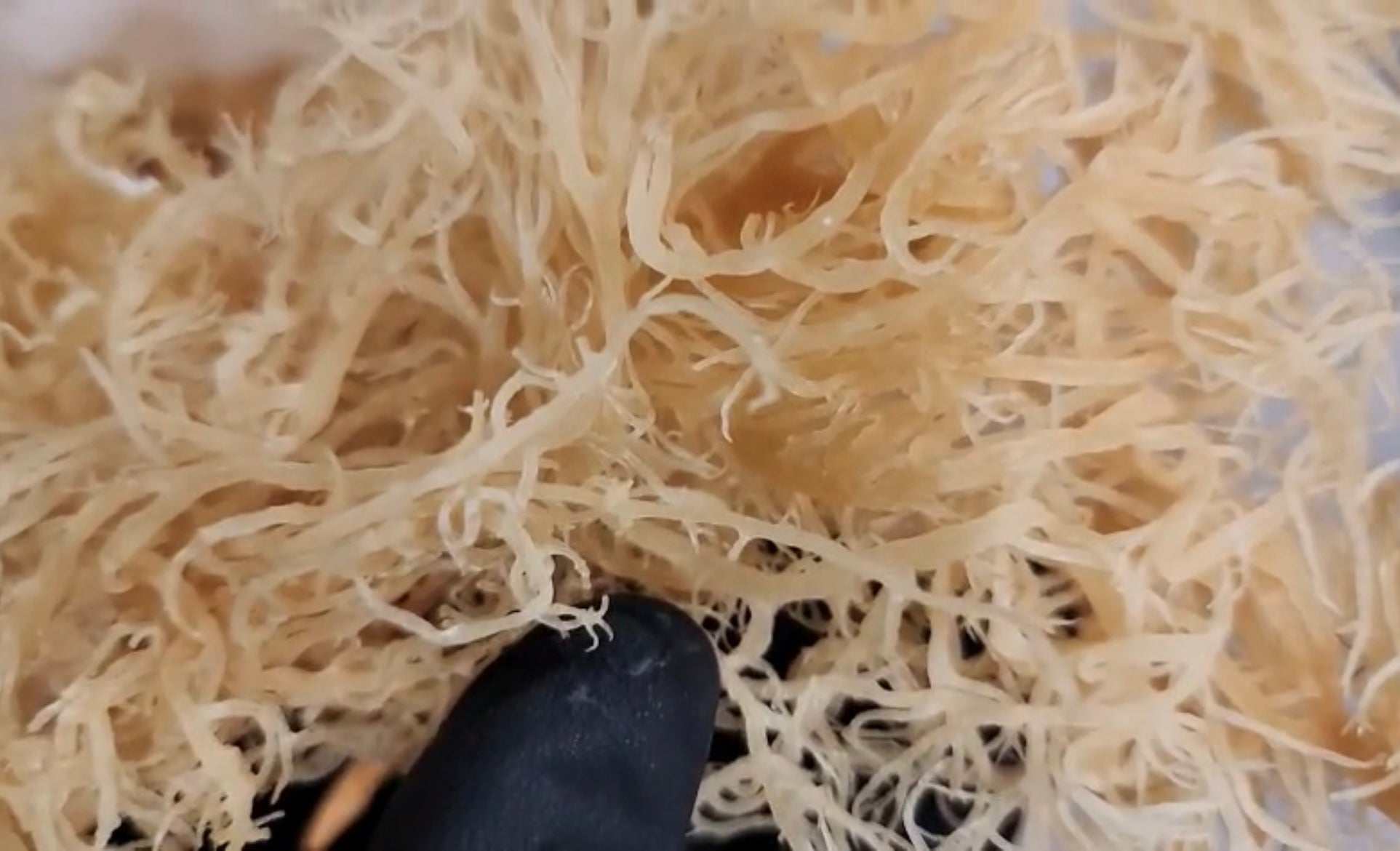100% Wild crafted Sea Moss -(Gold & Purple) - Organic & Sun-Dried