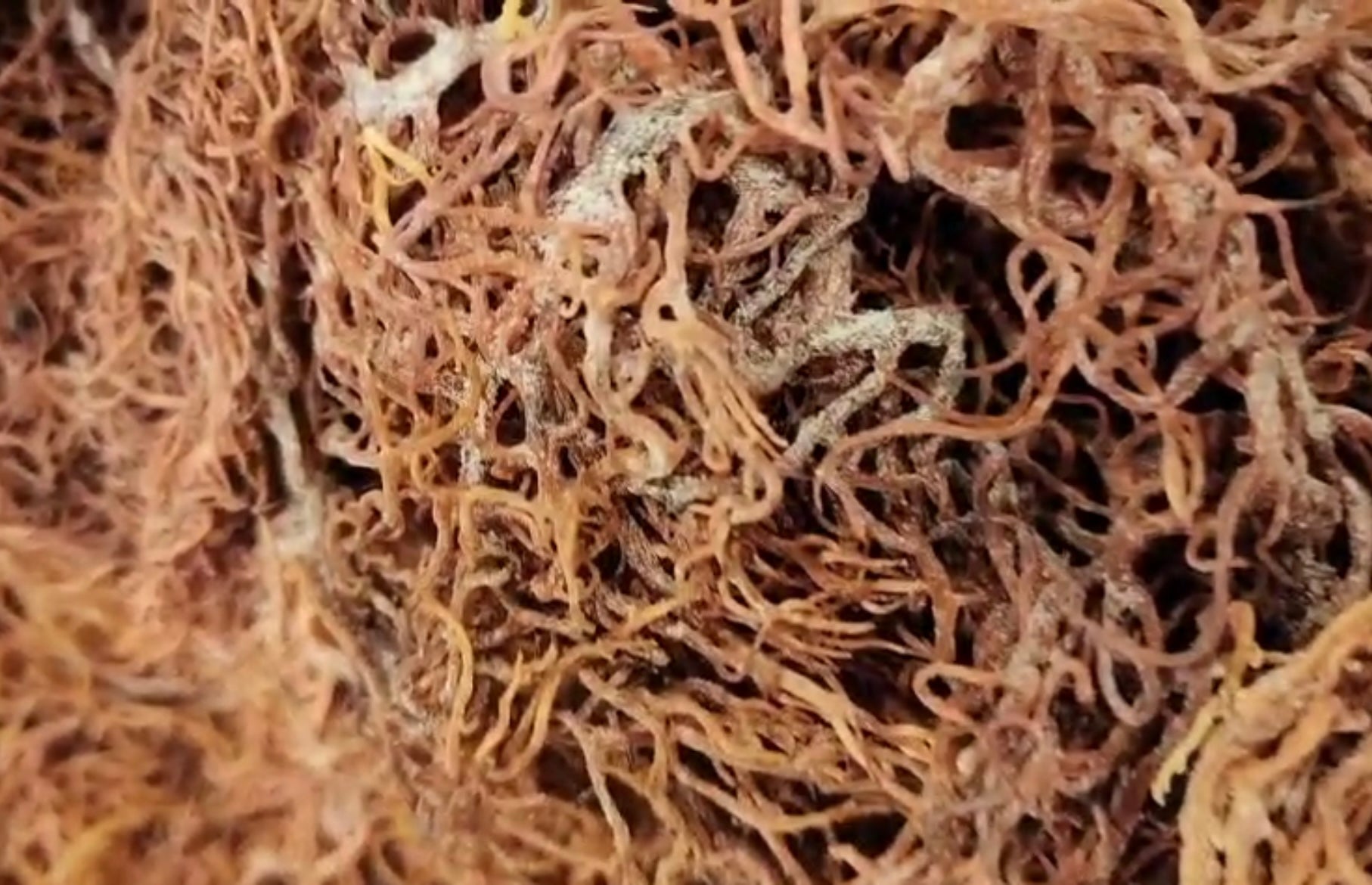 100% Wild crafted Sea Moss -(Gold & Purple) - Organic & Sun-Dried