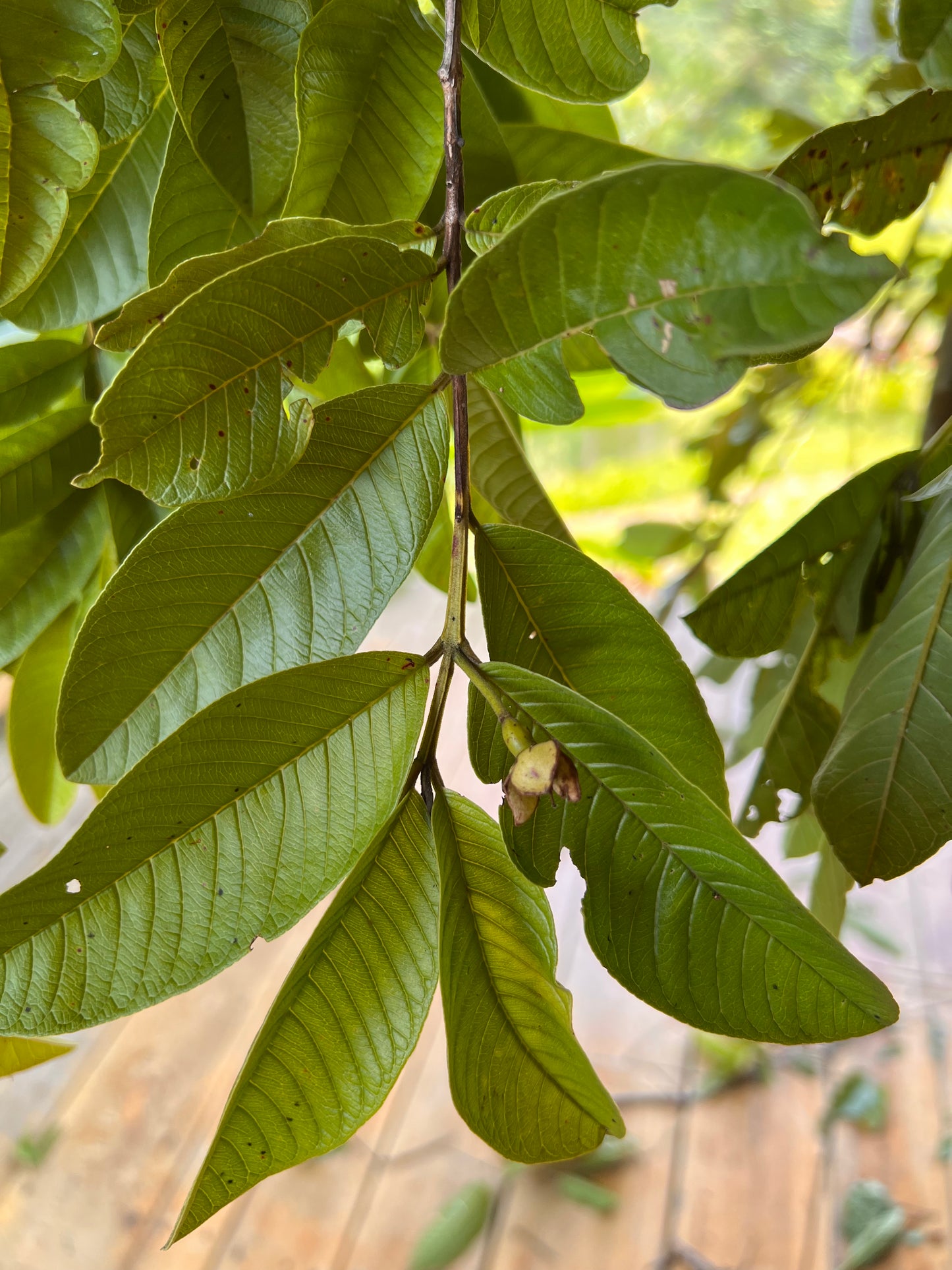 Guayaba Leaves