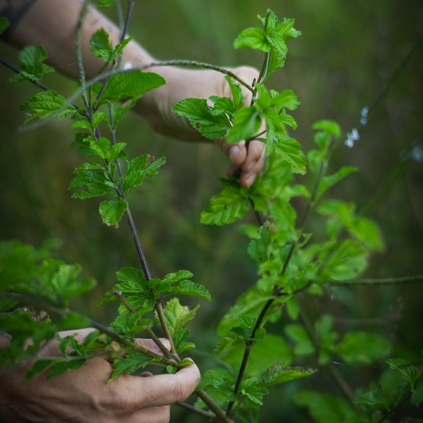 A person's hands holding a branch of Blue Vervain, with lush green leaves.