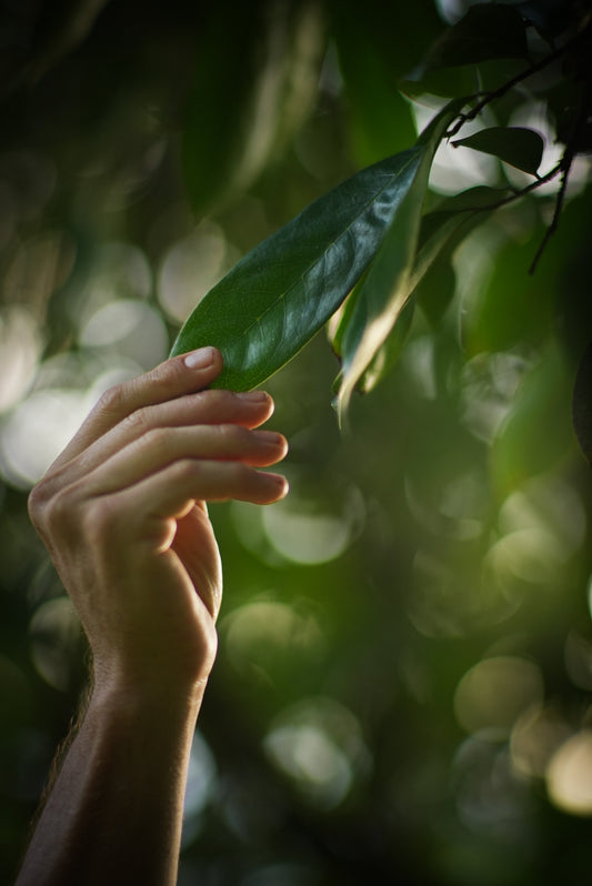 SourSop Leaves