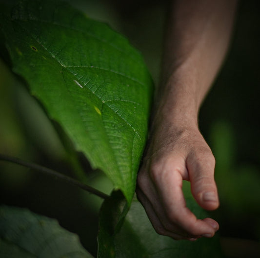 Stinging Nettle