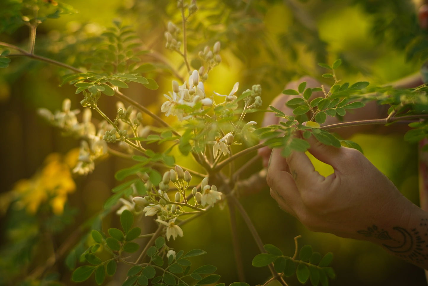 Moringa Leaves