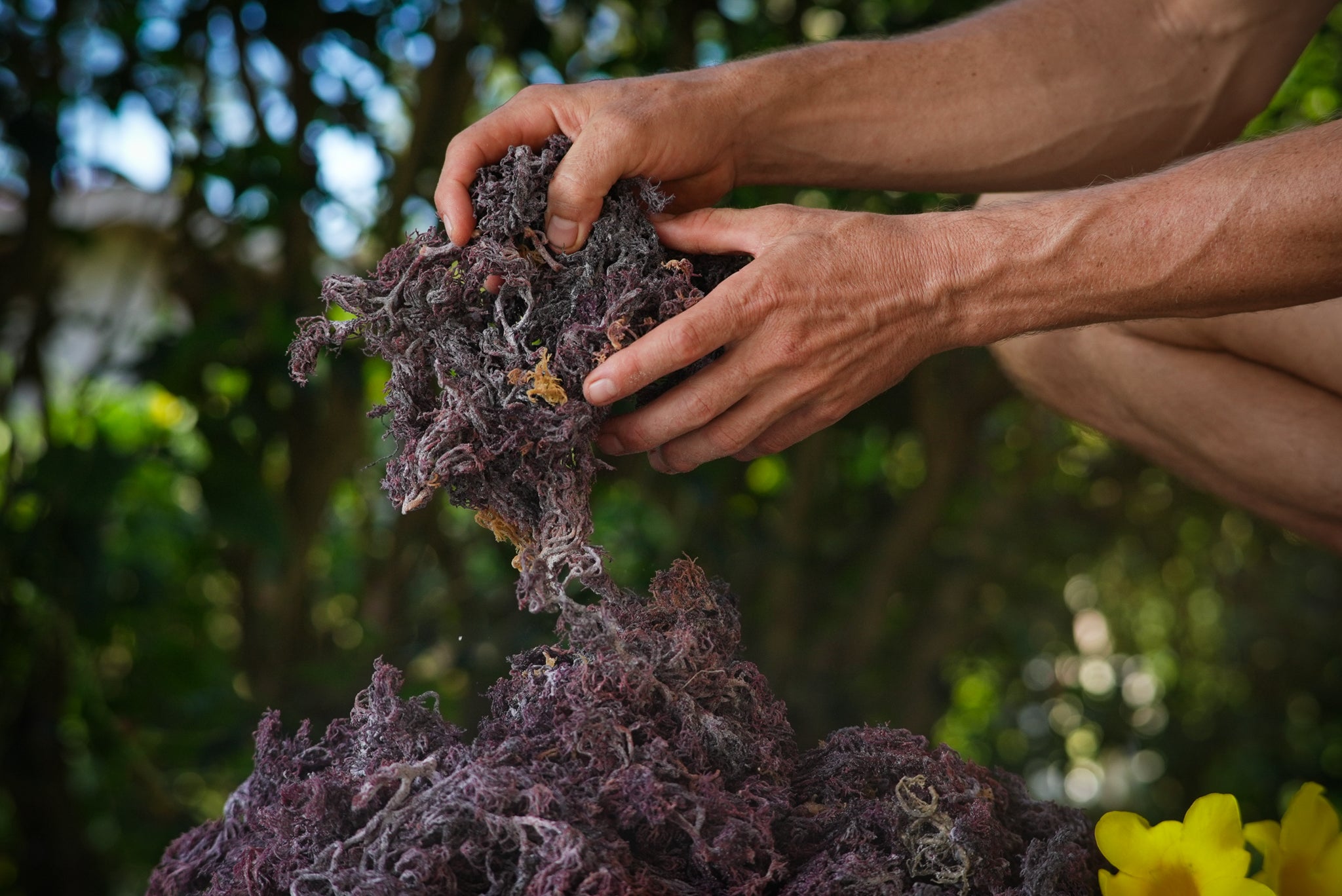 100% Wild crafted Sea Moss -(Gold & Purple) - Organic & Sun-Dried